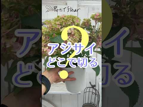 アジサイの手入れの間違い：アジサイの葉が赤くなって落ちてしまうのはなぜですか？  庭園