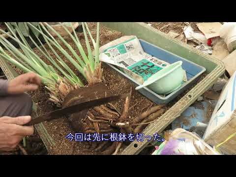 花のストレリチア ニコライ