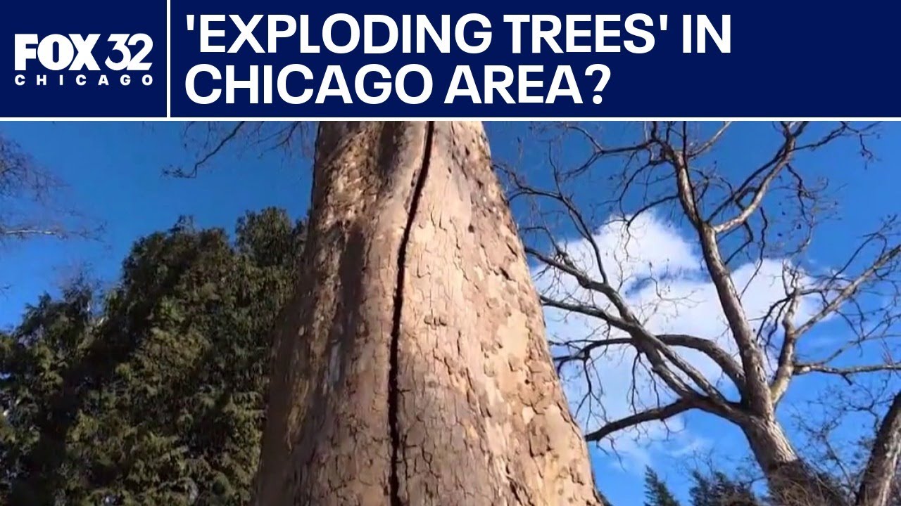 What’s causing 'exploding trees' in the Chicago area?