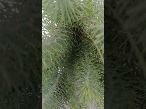 ドワーフパイン、ハイマツ 植物