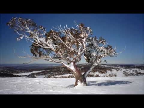 Snowgum