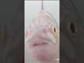 Video Thumbnail for This fish is more interested in the camera  and not the bait ? #shorts #fish #subscribe #fishing