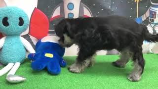 ミニチュアシュナウザーの動画01