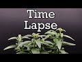 Snapdragon time lapse bloom #shorts