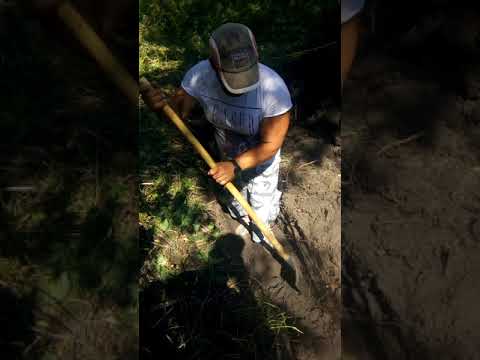 Gigel de la recea cristur