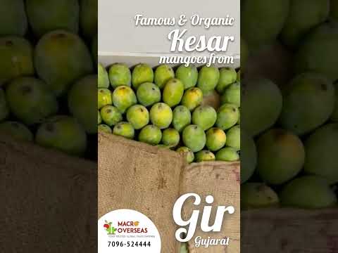 5Kg Organic Kesar Mango