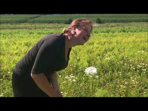 Skörd 2017: Fänkål hos Bo-erik Sandell