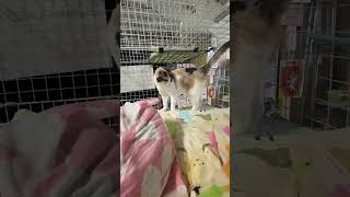 足が痺れてそうな社長　#Shorts #猫 #ねこ #ゲーセン #ジスタ