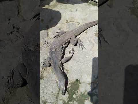 oh my god dragon Lizard 🥺🥺🥺