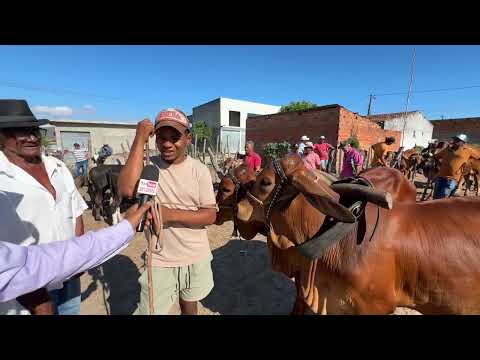 Feira de Gado em São José da Tapera - AL 03 - 10 - 2026 #nordeste 