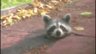 animale faze comice animale