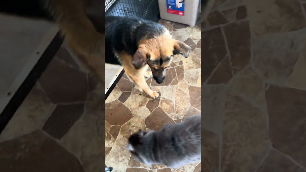 Enlarge Leo (CAT FRIENDLY), an adopted German Shepherd Dog in Greeneville, TN video 6/6