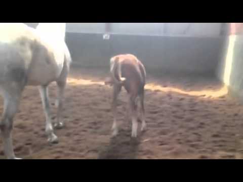 Cascadello Hengstfohlen