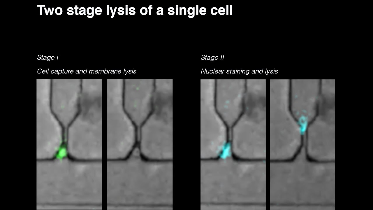 Example of two-stage lysis to extract RNA and DNA separately from a single cell