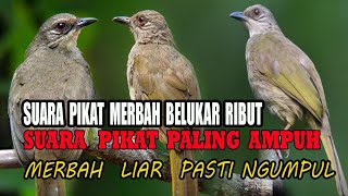 Download lagu Suara pikat burung merbah mata merah,cucak lumut paling ampuh mp3 Download lagu Suara pikat burung merbah mata merah,cucak lumut paling ampuh mp3