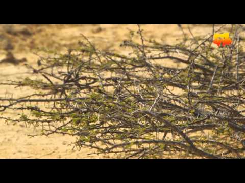 download lagu mp3 mp4 Deserto Do Namibe, download lagu Deserto Do Namibe gratis, unduh video klip Deserto Do Namibe