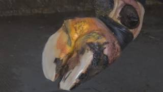 Mortellaro: lutte et prévention dans la pratique