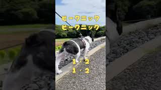 【フレブルVlog】ピクニックマーチ替え歌🐶🐾#shorts