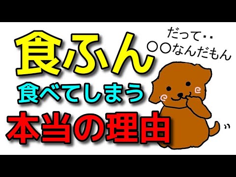 うちの犬はなぜ糞を食べるのですか