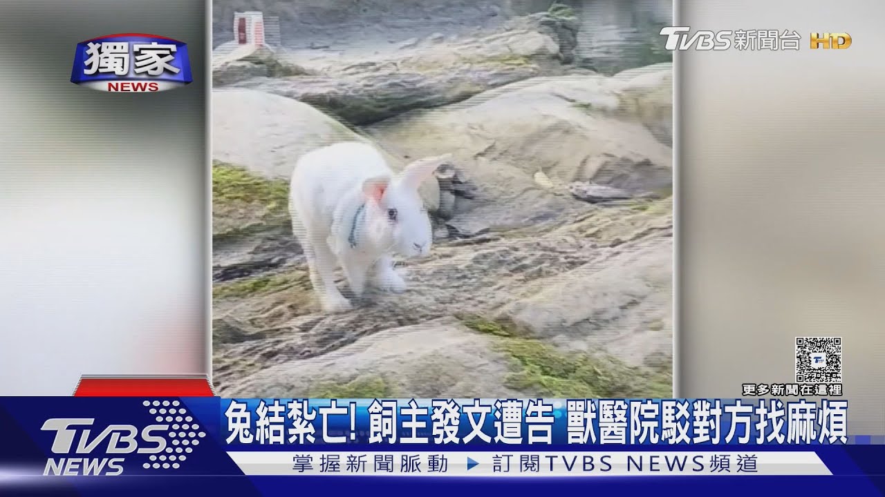 兔結紮亡! 飼主發文控要嘸監視器遭告 獸醫院駁對方條找麻煩