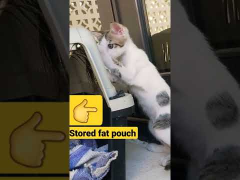 Stored Fats in Kitten Belly #cats #shorts #youtubeshorts #253