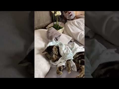 Spoiled Cats Enjoy a Spa Day with Dad || ViralHog