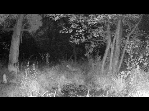 Wilk ma chrapkę na Jelonka