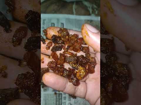 Pure guggul gum