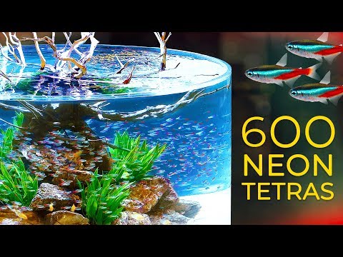 Neon tetras in aquarium