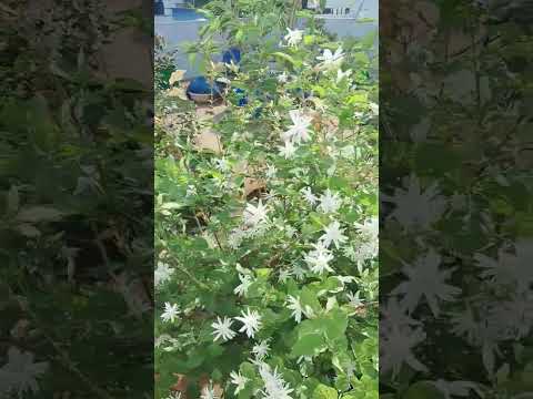 JasmineBurst@Terrace Garden