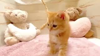 スコティッシュフォールドの動画01