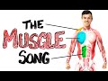 The Muscle Song (Memorize Your Anatomy) | SCIENCE SONGS