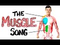 The Muscle Song Memorize Your Anatomy SCIENCE SONGS