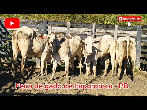 FEIRA DO GADO DE ITAPOROROCA - PB. ✅06/07/2026✅