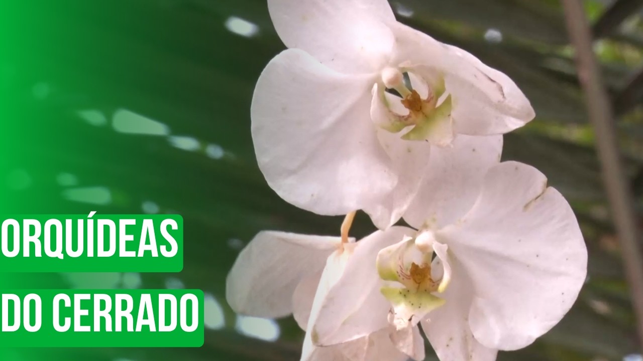 Orquídeas do Cerrado
