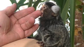 Tamaryna - miniaturowa małpka