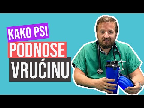 FamilyPet Store | Kako psi podnose vrućinu?