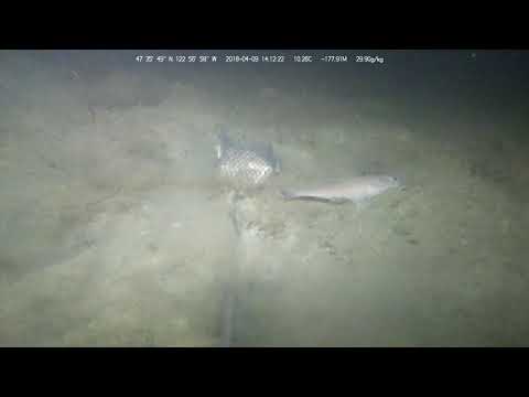 UW1804091333 47.596944N 122.949444W #3