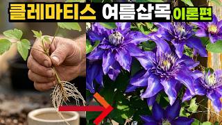 [이론편] 클레마티스 삽목, 딱 3개만 알면 95% 생존합니다