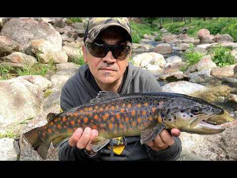 Rapture SX Native SXS722-L 2.18m 0.7-10g M Fast