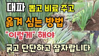대파 뽑고 추비주고 북주고 대파 옮겨심는방법 이렇게해야 대파가 굵고 단단하고 잘자랍니다 대파재배방법 실파심는…