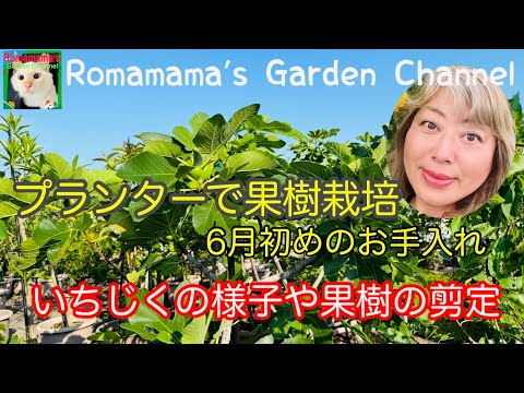 果樹の成長を促進するにはどうすればよいですか?何をするか？  庭園