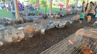 Buying 50 pigeons at the Amish Animal Auction!!!