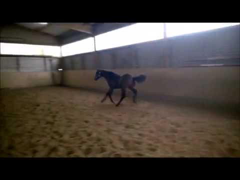 casall x locato x capitol