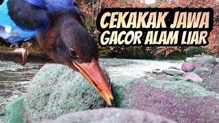 Download lagu SUARA RAJA UDANG GACOR DI ALAM LIAR || DISUNGAI TENGKEK UDANG GACOR JOOSS || MASTERAN CUCAKIJO MURAI mp3