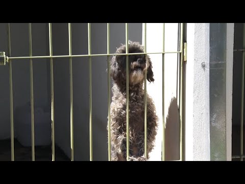 Aumenta número de animais abandonados no início de ano