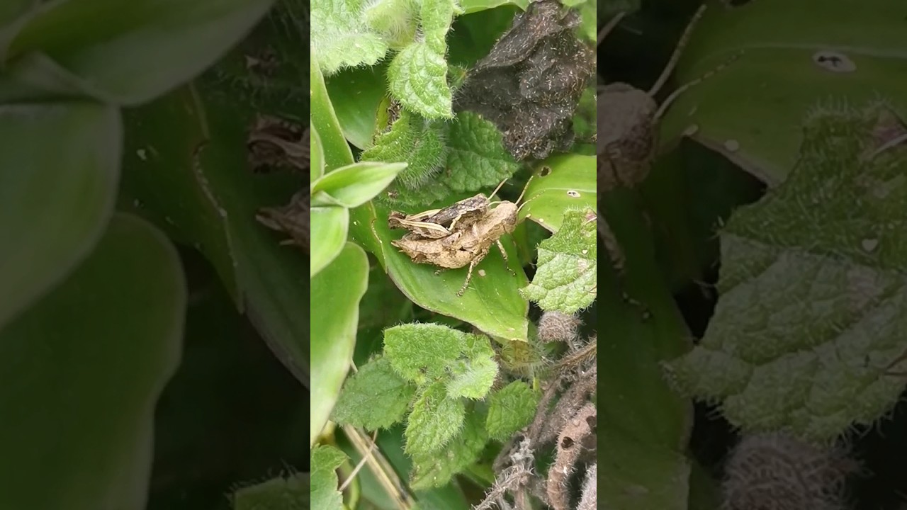 Grasshoppers mating 😍 #grasshopper #shorts #nature #beautiful #insects #fyp #shortvideo