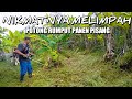 MESIN RUMPUT POTONG RUMPUT DI PERKEBUNAN PISANG