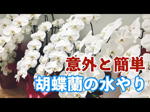 蘭に最適な水やり方法を知っていますか?溺れないようにする方法は次のとおりです！  庭園