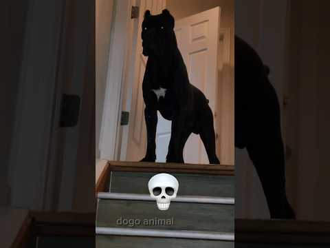 transformation of dogs 💪 kangal allabai doberman german shepherd  dogo Argentino #video